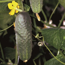 Ogórek Atlantis f1 25 tyś nasion ZW ST